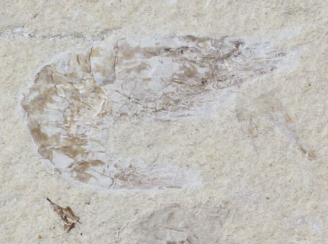 Cretaceous Fossil Shrimp - Lebanon #74526